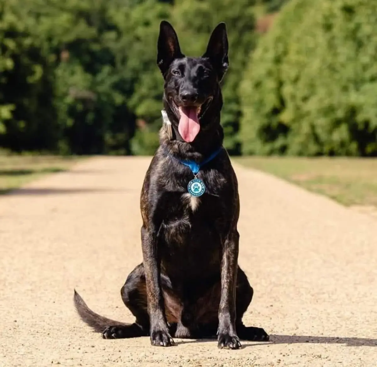 Black working dog sitting attentively outdoors